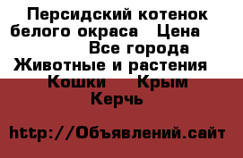 Персидский котенок белого окраса › Цена ­ 35 000 - Все города Животные и растения » Кошки   . Крым,Керчь